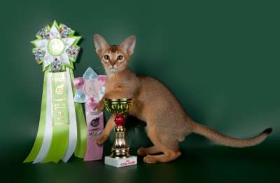   ' -' 30 -1  2013 75_best2_kitten_opp_sex_IMG_3557 copy.jpg